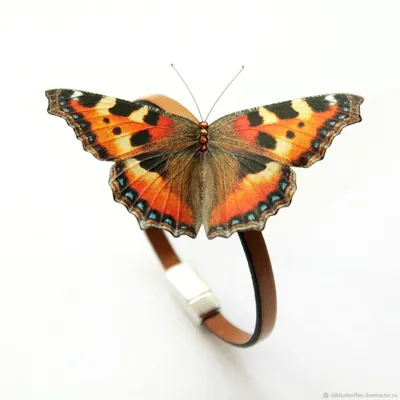 Шоколадница бабочка - Великолепный снимок для декорирования