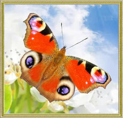 Шоколадница бабочка - Удивительная картинка в формате JPG