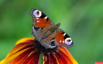 Фото бабочки Шоколадница - Идеальное изображение