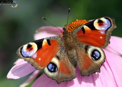 Фото бабочки Шоколадница - Уникальный снимок для коллекционеров