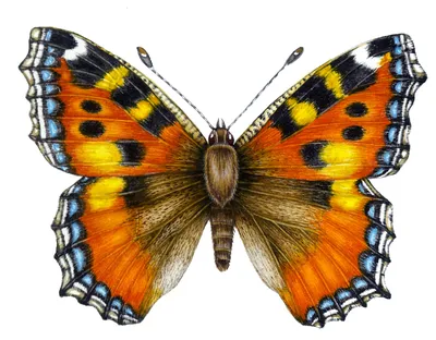 Фотка бабочки Шоколадница - Импрессионистическое изображение для скачивания