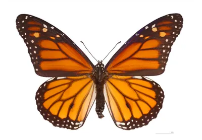 Фото бабочки Шоколадница - Великолепная фотография для коллекционеров