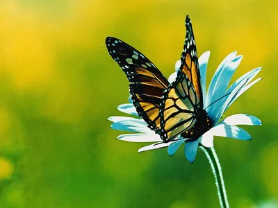 Шоколадница бабочка - Уникальное изображение для декоративной композиции