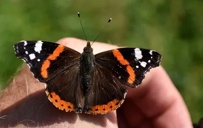 Фотка бабочки Шоколадница - Чудесное изображение для скачивания