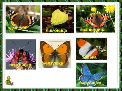 Фото бабочки Шоколадница - Фантастический снимок для коллекции