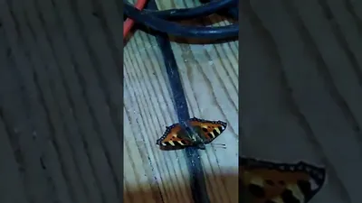 Фотка бабочки Шоколадница - Впечатляющее изображение для скачивания