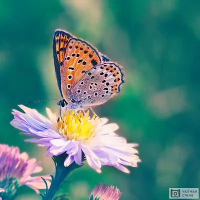 Шоколадница бабочка - Восхитительная картинка в стиле WebP