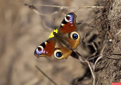 Фото бабочки Шоколадница - Уникальное изображение для коллекционеров