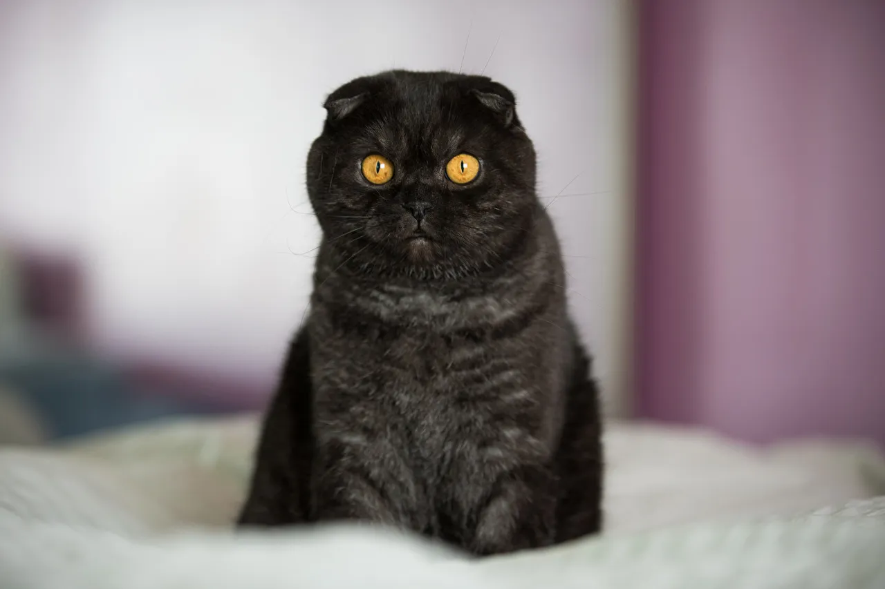 Черный вислоухий кот с желтыми глазами