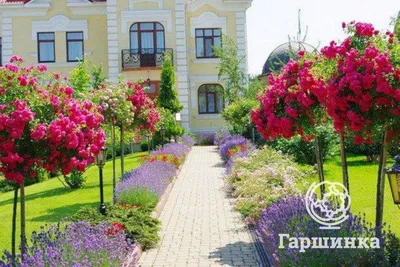 Великолепные штамбовые розы: украшение вашего сада