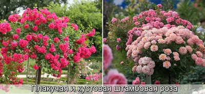 Штамбовые розы в саду: насладитесь их нежностью и оправдайте ожидания
