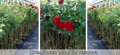 Штамбовые розы в саду: фотографии для вдохновения и творчества