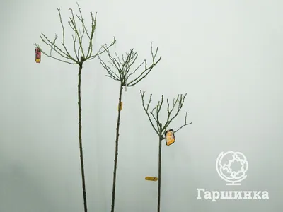 Розовая красота: штамбовые розы в саду
