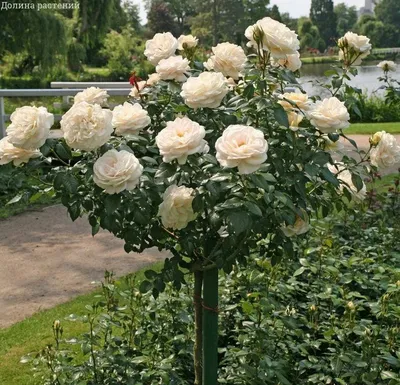 Штамбовые розы в саду: невероятная красота, которую можно увидеть