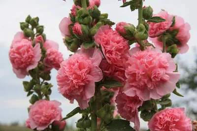 Фото Шток роза королевская смесь: наслаждайтесь ее прекрасным видом