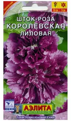 Шток роза королевская: фото высокого качества для загрузки
