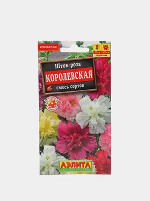 Картинка Шток роза королевская для скачивания в webp формате