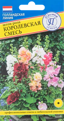 Фото Шток роза королевская с разными доступными форматами