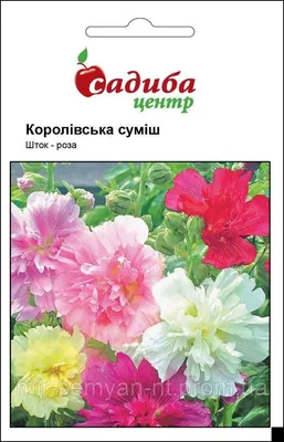 Шток роза королевская: выберите формат изображения