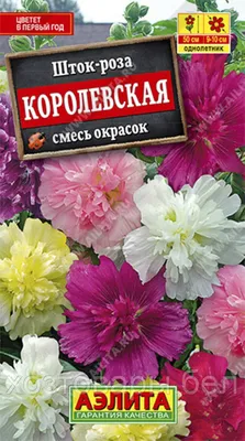 Изображение Шток роза королевская в высоком качестве