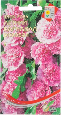 Фотка розы Летний карнавал в высоком качестве