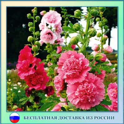 [44+] Шток роза летний карнавал фото