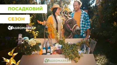 Красивая фотография розы Летний карнавал для вашего выбора