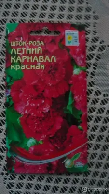 Фото розы Летний карнавал в формате webp с разными размерами