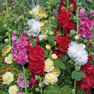 Фотка штока розы махровой для скачивания