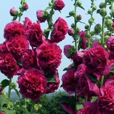 Фото розы Шток роза махровая - восхитительное впечатление гарантировано