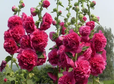 Прекрасная фотография розы Шток роза махровая для вашего вдохновения