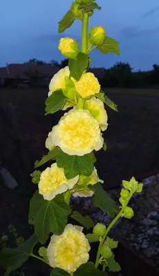 Уникальная картинка розы Шток роза махровая - выбирайте подходящий формат