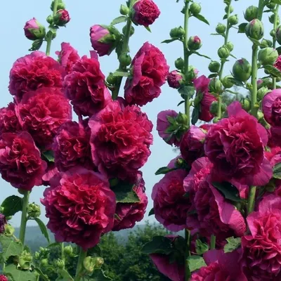Великолепные штоки розы - фото в формате jpg, png или webp