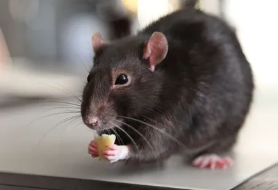 Фото шубы из крысы для обоев: загрузить в JPG
