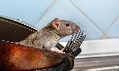 Уникальная фотография шубы из крысы: выберите формат (PNG)