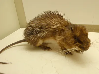 Уникальное изображение шубы крысы: выберите формат (PNG)