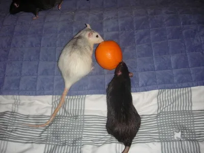 Качественное изображение крысиной шубы: скачать в формате WebP