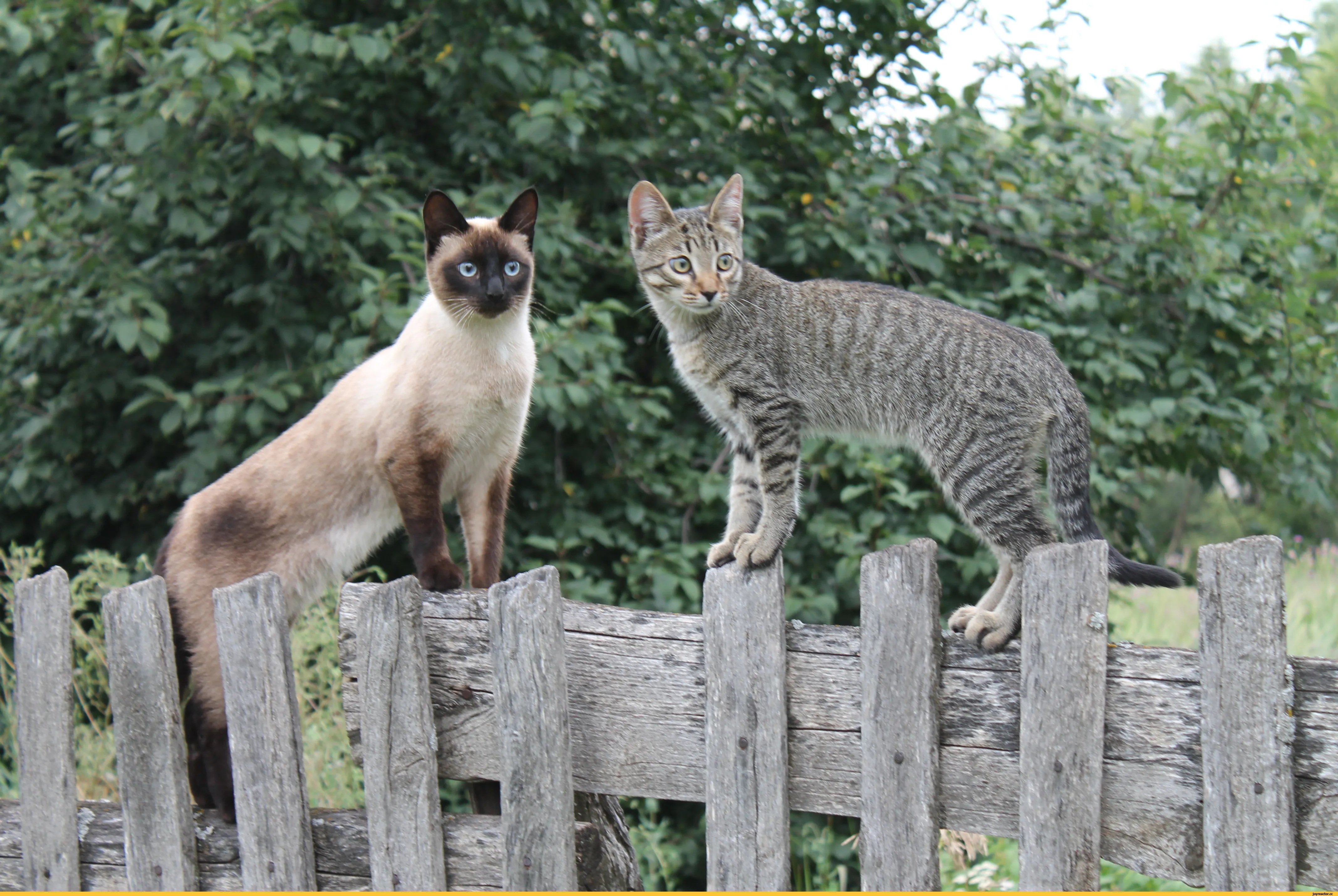 Деревенская кошка. Сиамский кот на заборе. Сиамская кошка деревенская. Кошка Сиамская в деревне. Сиамская кошка за забором.