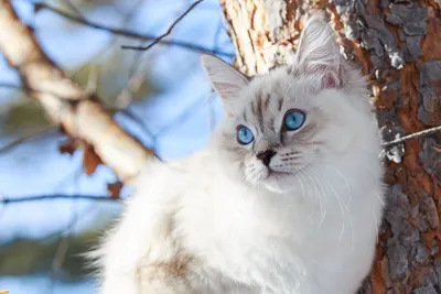 Лучшие фотки сибирских кошек для вашего телефона или планшета