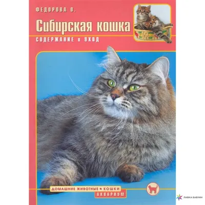 Кошки сибирской породы на фото: удивительная красота