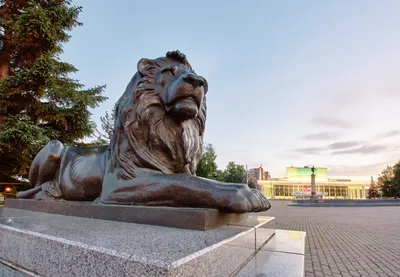 Фотография Сибирского льва во время охоты