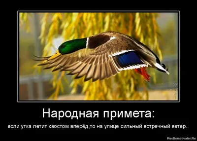 Ветреная комедия: фото, демонстрирующие веселые ситуации из-за сильного ветра!