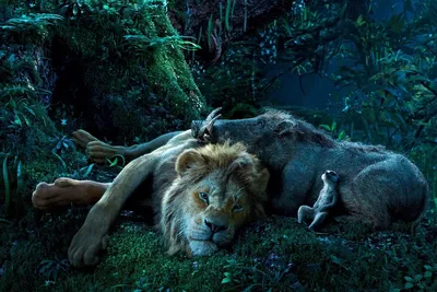 Эксклюзивное фото Симбы, короля животного мира