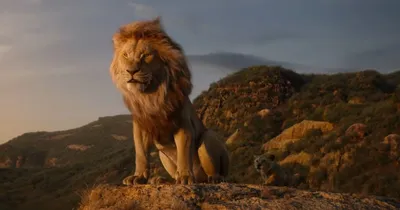 Фотография Симбы, истинного героя среди львов