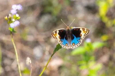 Фото бабочек в формате WebP для скачивания