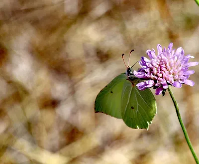 Фотографии бабочек на фоне природы