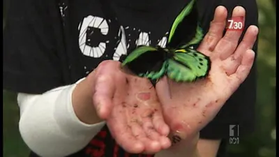 Изображение синдрома бабочки для скачивания