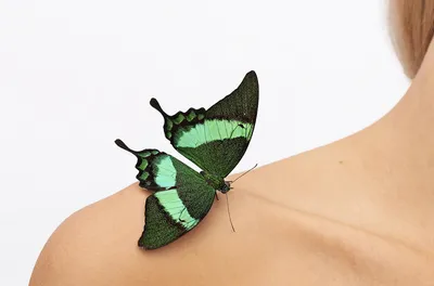 Фотографии бабочек, придающих странице визуальное очарование