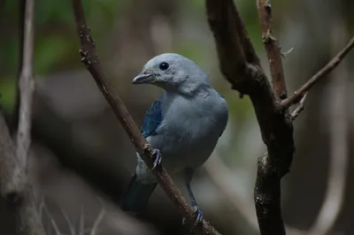 Привлекательная картинка с грациозной птицей - png