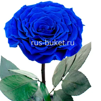 Фотография синей розы в формате jpg для печати